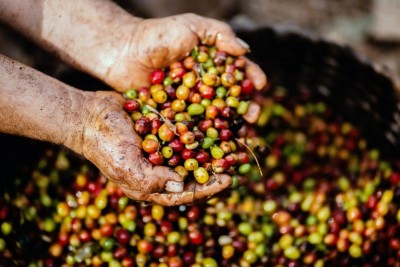 THE FUTURE OF COFFEE