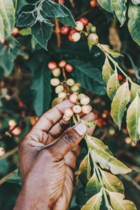WHAT IS ROBUSTA COFFEE?