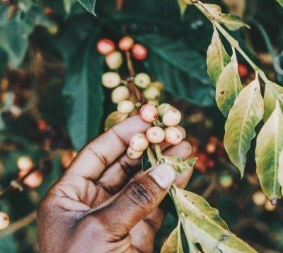 WHAT IS ROBUSTA COFFEE?