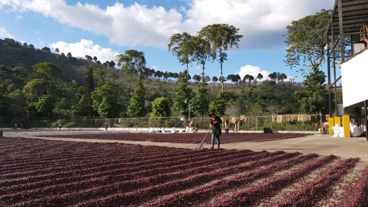 Gesha coffee cherries drying at El Manzano farm in El Salvador