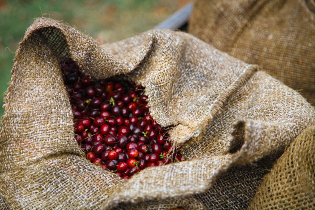 Freshly harvested Gesha coffee cherries in burlap sacks