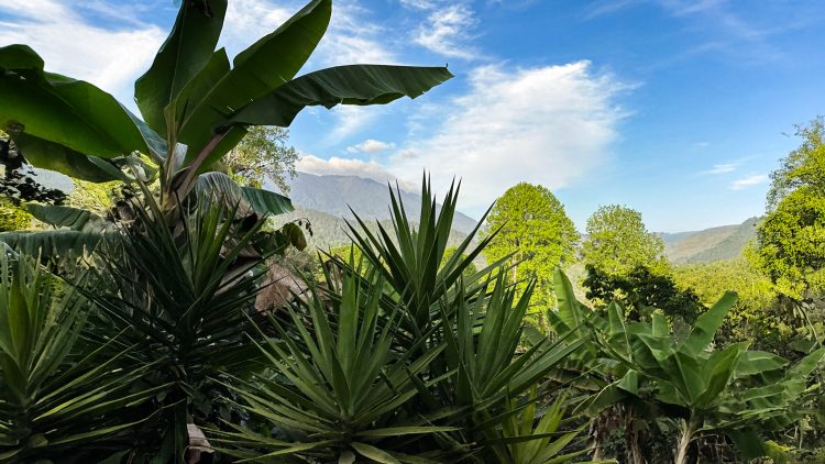 Lush tropical landscape of Sierra de las Minas mountains surrounding Finca La Bella coffee farm in Guatemala.