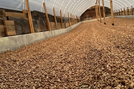 Värskelt töödeldud kohvioad kuivamas päikesehoones Finca La Bella farmis Guatemalas.