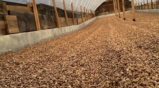 Värskelt töödeldud kohvioad kuivamas päikesehoones Finca La Bella farmis Guatemalas.