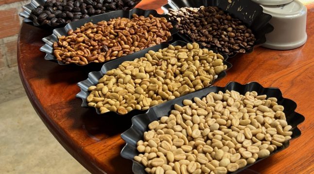 Puidust laual on mustades kandikutes kohvioad eri töötluse ja röstimisastmetega. Näha on toored rohelised oad, heledad ja tumedamad röstitud oad ning väga tumedad oad.