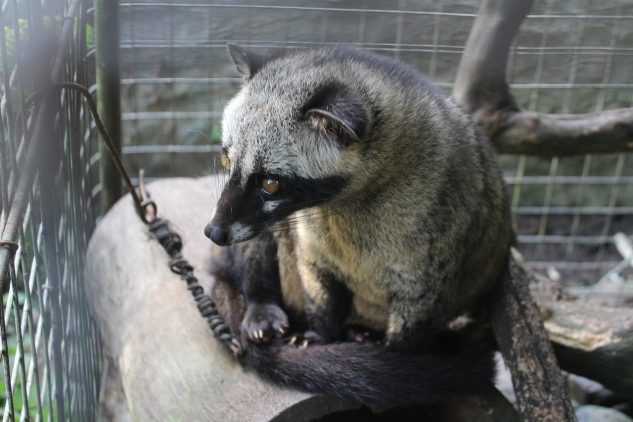 A palm civet, also known as a luwak, sitting on a branch inside an enclosure. The animal has grey-brown fur with a dark facial mask and is associated with the production of luwak coffee in Indonesia.