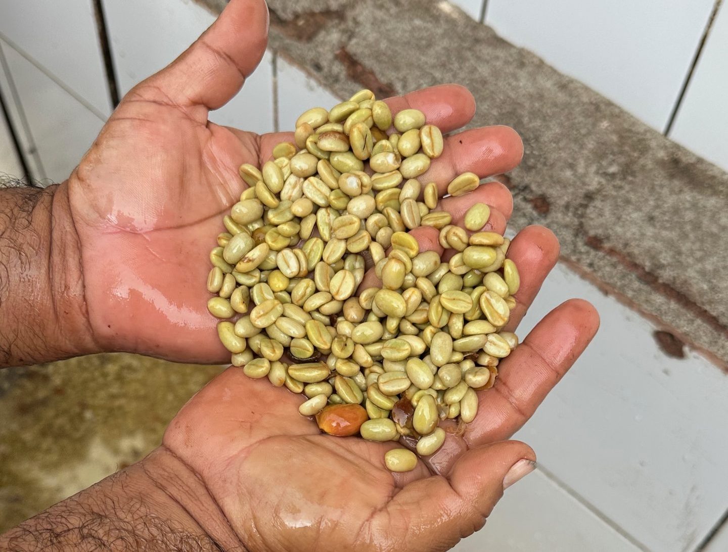 Two wet hands are holding washed green coffee beans. In the background there is a tiled washing channel with flowing water, indicating a stage of coffee processing after depulping.