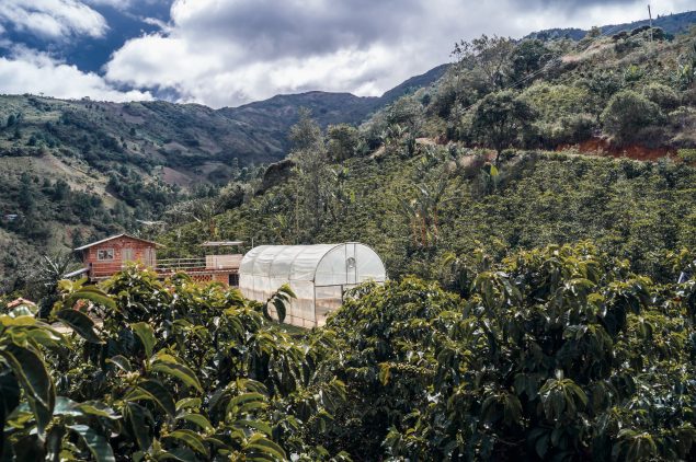 Kolumbia kohvifarm mägedes, Nariño piirkond, Inga Aponte erikohvi kasvatus