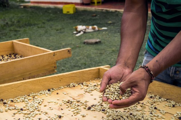 Roheliste kohviubade sorteerimine käsitsi, Kolumbia erikohvi töötlemine Inga Aponte farmis