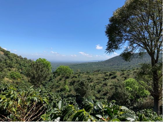 Panoraamvaade El Salvadori kohvifarmidele ja metsamaastikule.