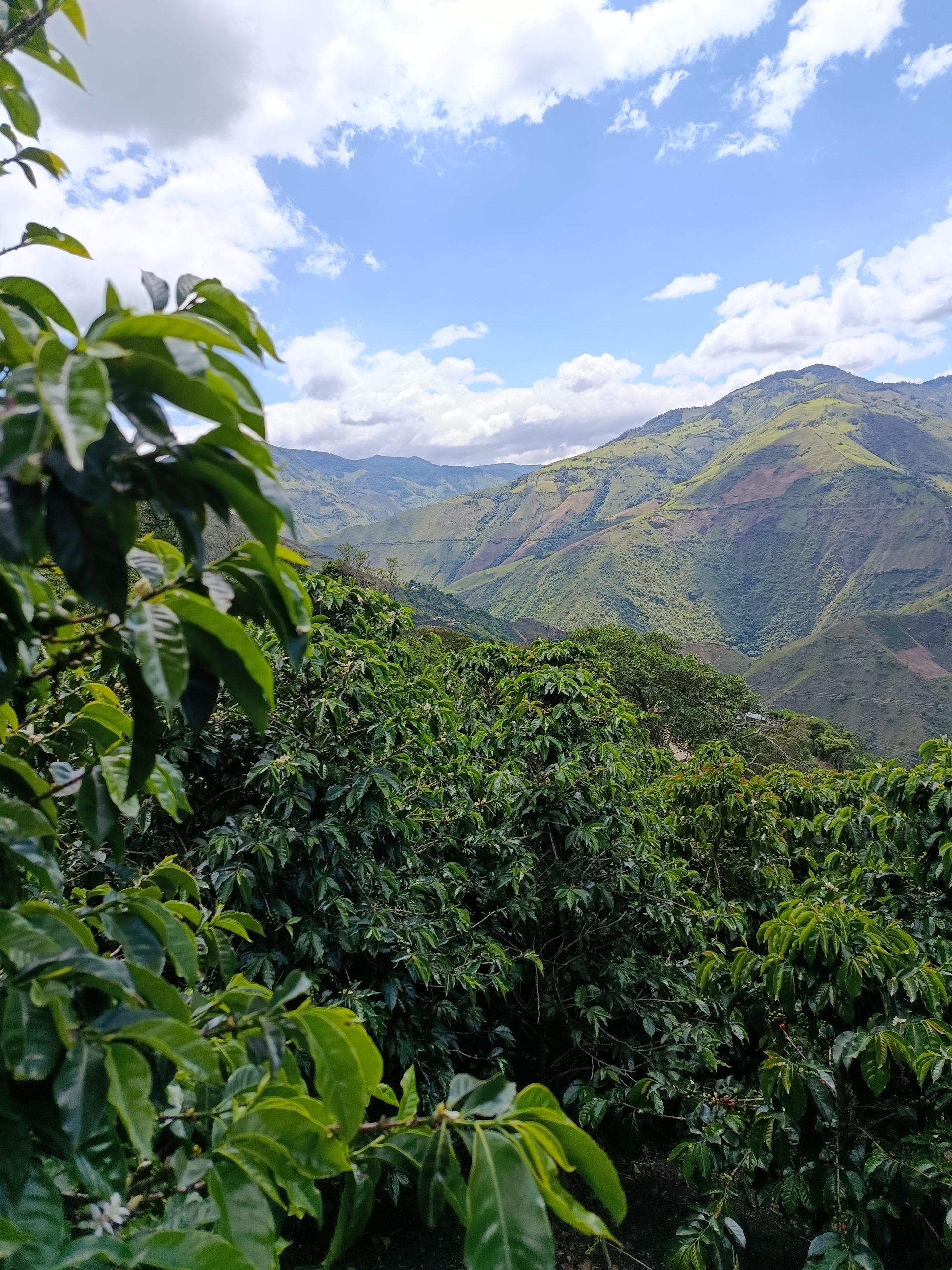 Coffee farm