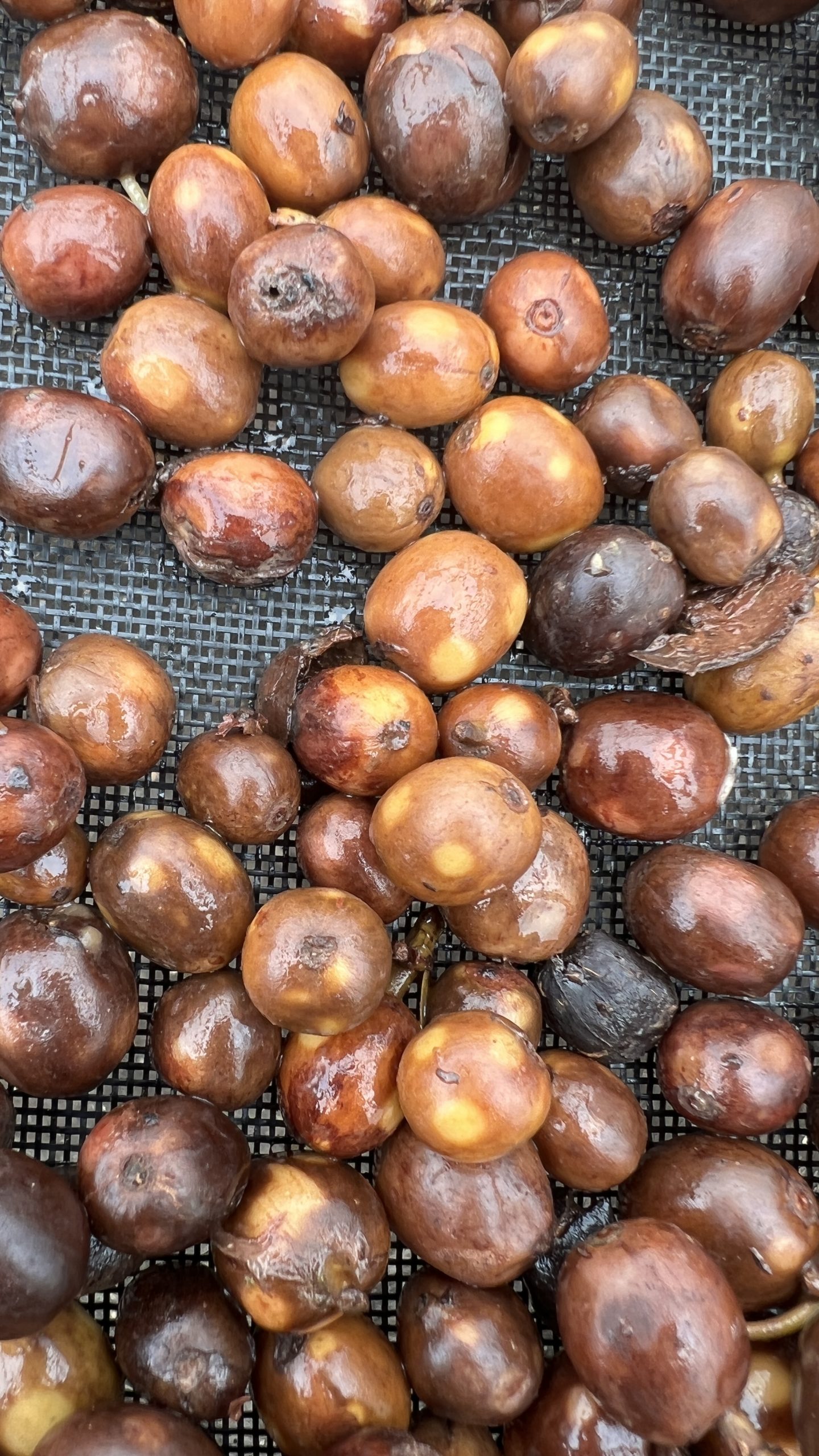 Fermented cherries