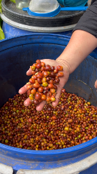Fermented coffee