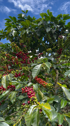 Gesha tree